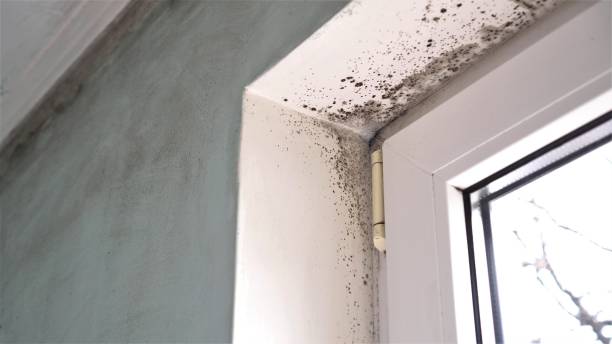 Mold Testing and Removal in Lake City, FL